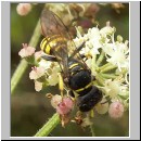 Ectemnius lituratus - Grabwespe w04.jpg